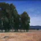 Eucalyptus Tree Break